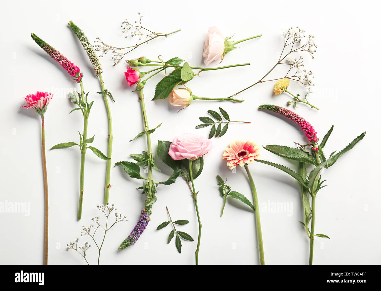 Beautiful fresh flowers on white background Stock Photo - Alamy