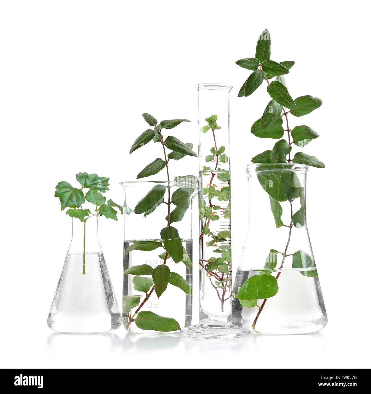 Plants in flasks isolated on white Stock Photo Alamy