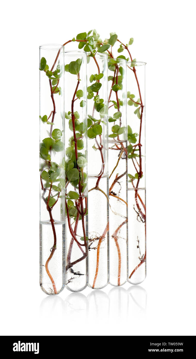 Test tubes with plants on white background Stock Photo - Alamy