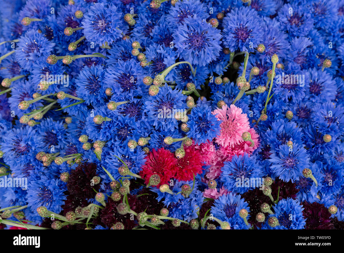 Bouquet of blue cornflowers at farmer's market Stock Photo