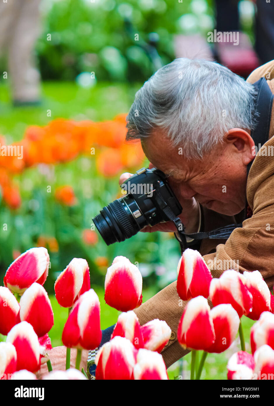 Keukenhof, Lisse, Netherlands - Apr 28th 2019: Older Asian tourist photographer taking macro photo of a tulip while holding a stem of the flower. Keukenhof gardens are popular spot in Holland. Stock Photo
