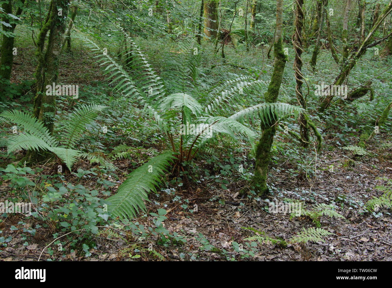 Male fern Male Fern, (Dryopteris filix-mas), Hembury Woods on a Late Summers Afternoon. Buckfastleigh, Dartmoor, Devon, UK. Stock Photo
