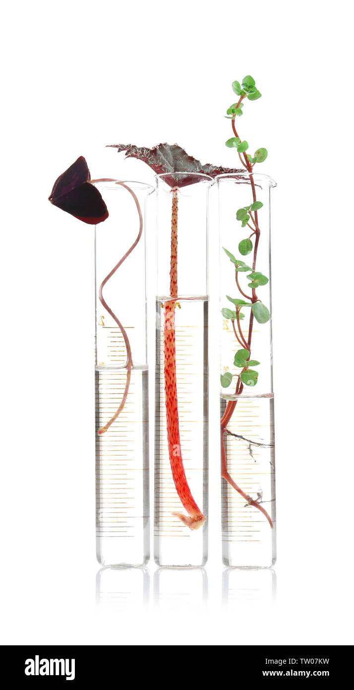 Test tubes with plants on white background Stock Photo - Alamy