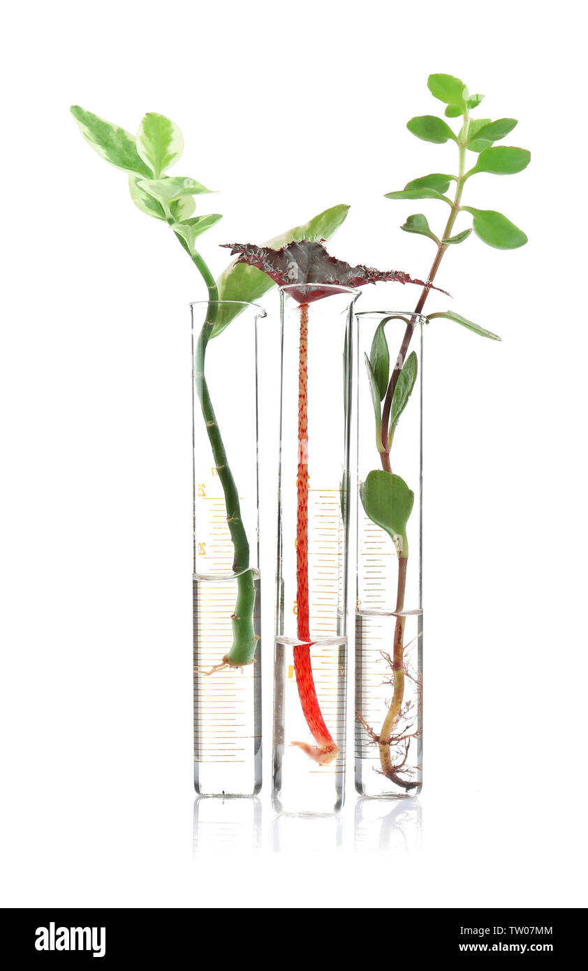 Test tubes with plants on white background Stock Photo - Alamy