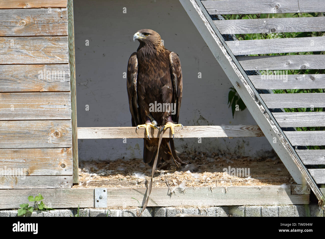 Falconry Harz,Güntersberge,Saxony Anhalt,Germany. Stock Photo