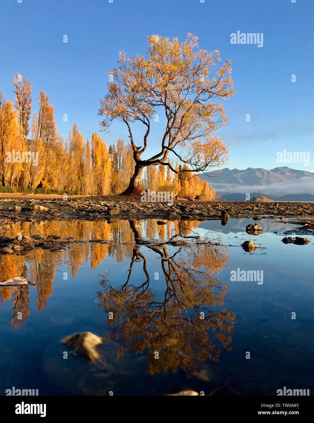New Zealand Autumn Lonely Tree World Famous Reflection of the Stock ...