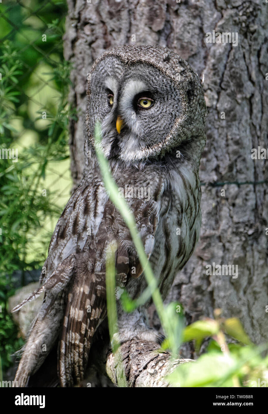 Great grey owl in Falconry Harz,Germany. Stock Photo