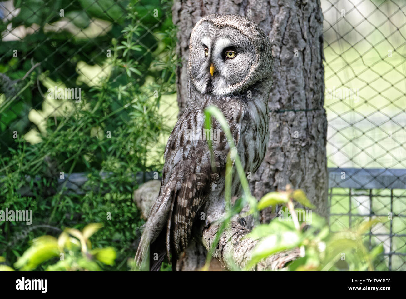 Great grey owl in Falconry Harz,Germany. Stock Photo