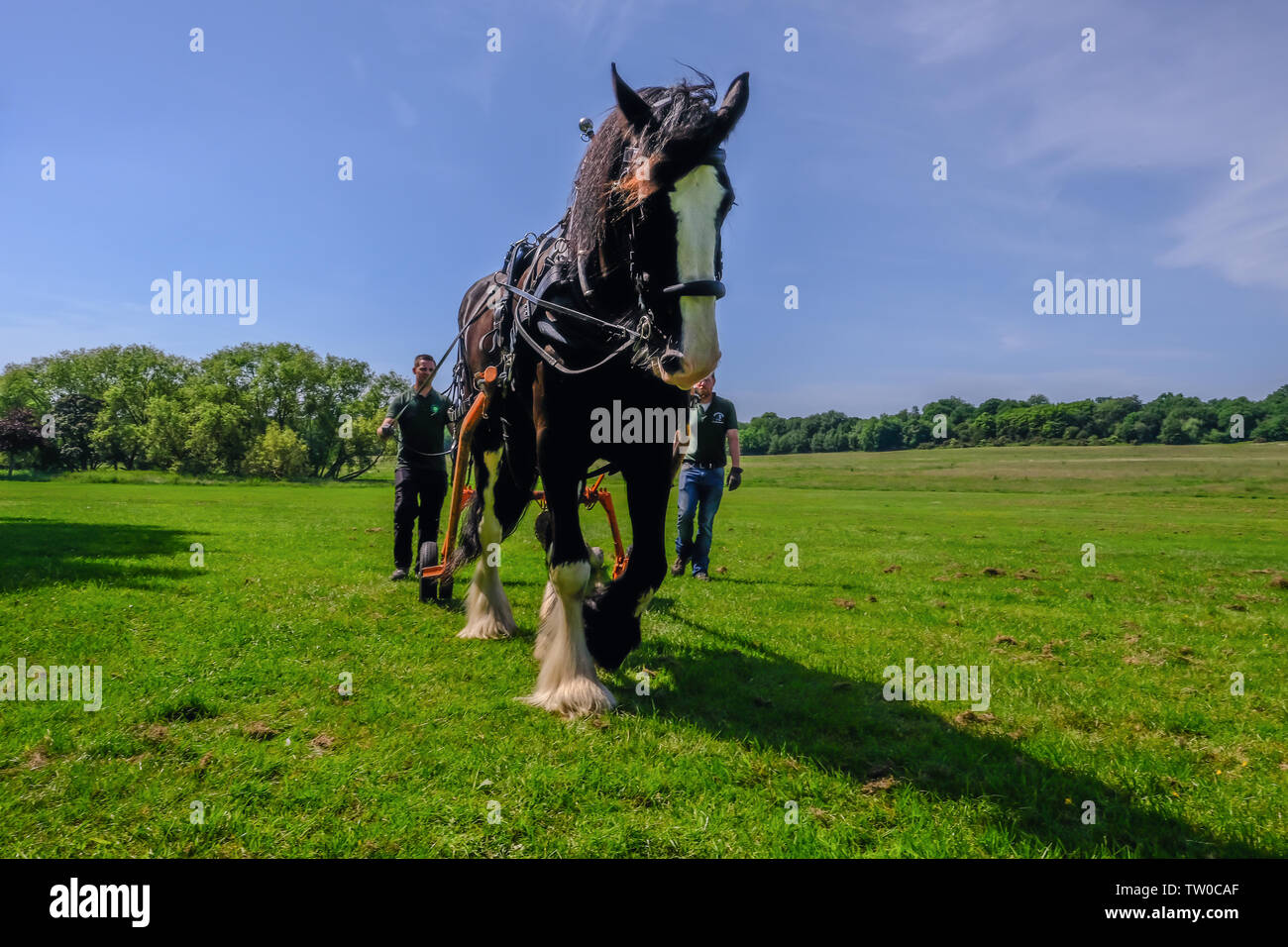 Hainault Country Park, Essex, UK -  June 6, 2018: Shire horse logging with men following  him, training exercise. Stock Photo