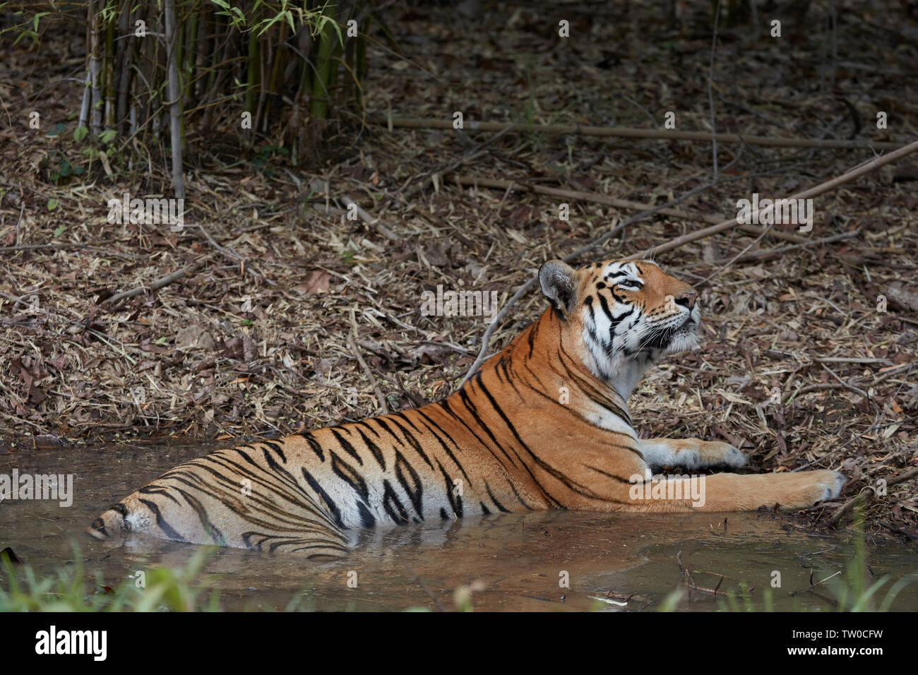 Bengal Tigress Maya at Tadoba forest, India. Stock Photo