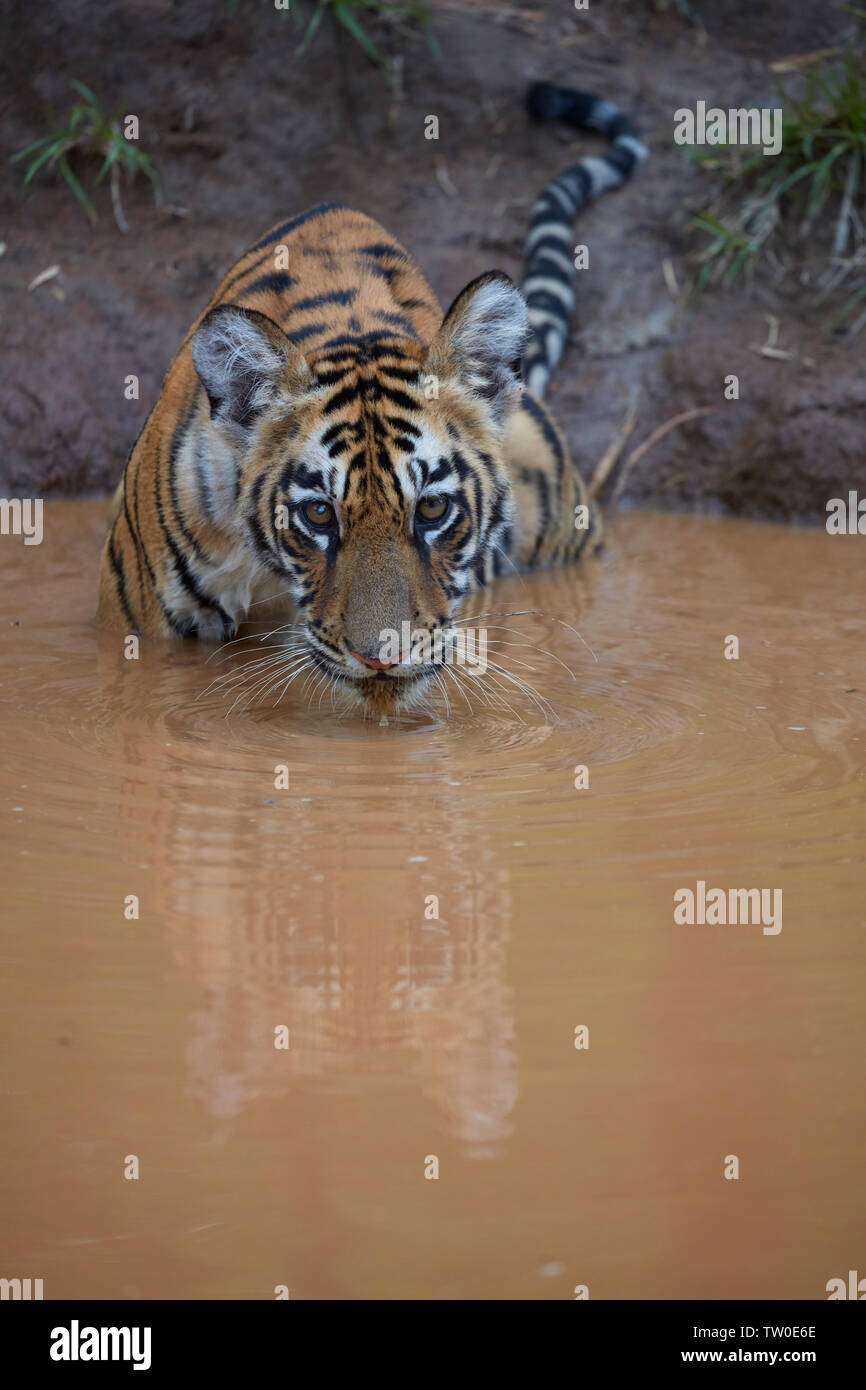Maya Tigress Cub in a settle water of monsoon cooling off at Tadoba Forest, india. Stock Photo