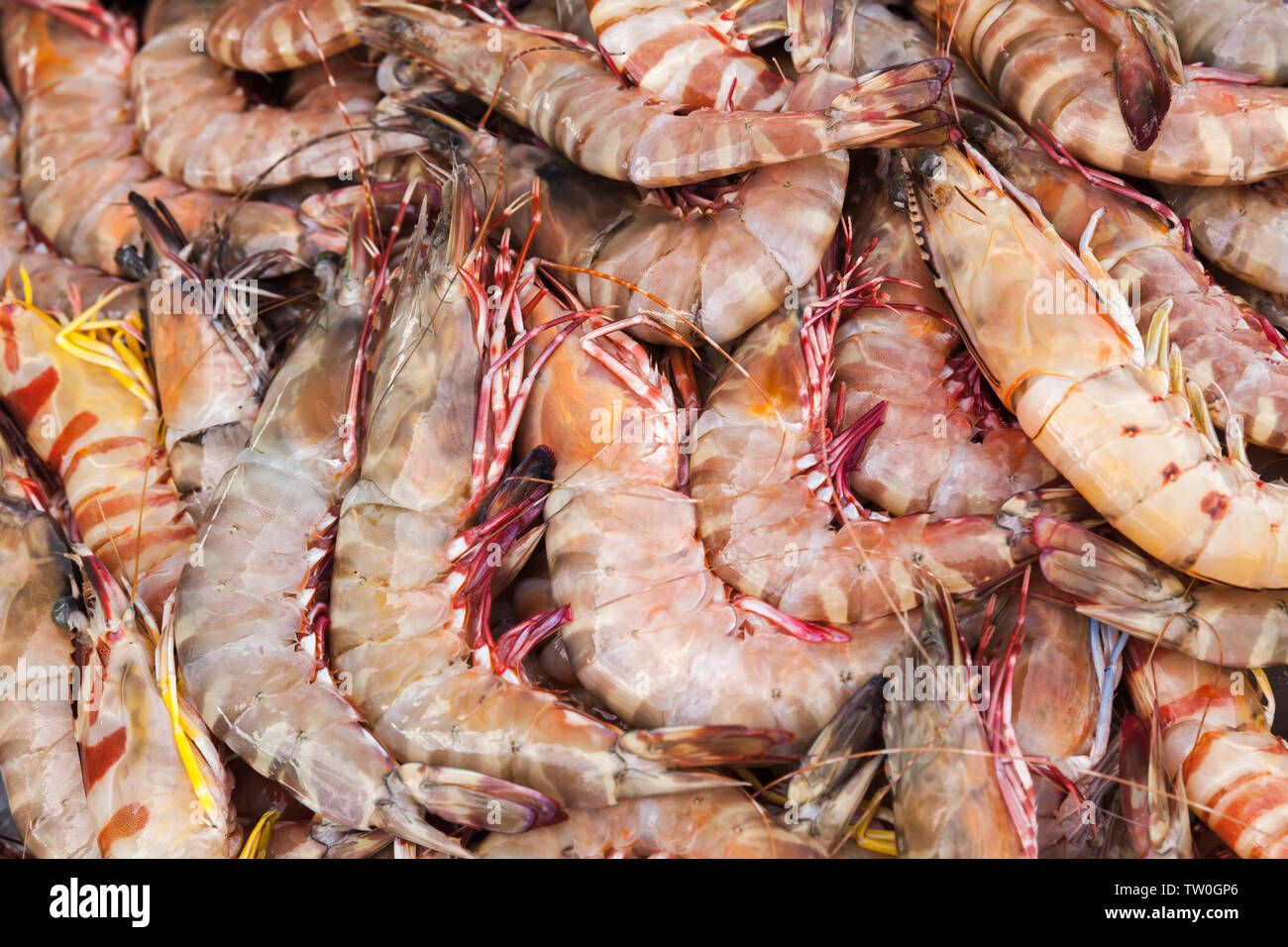 Prawns lay on counter of a fish market in Kota Kinabalu, Malaysia Stock Photo