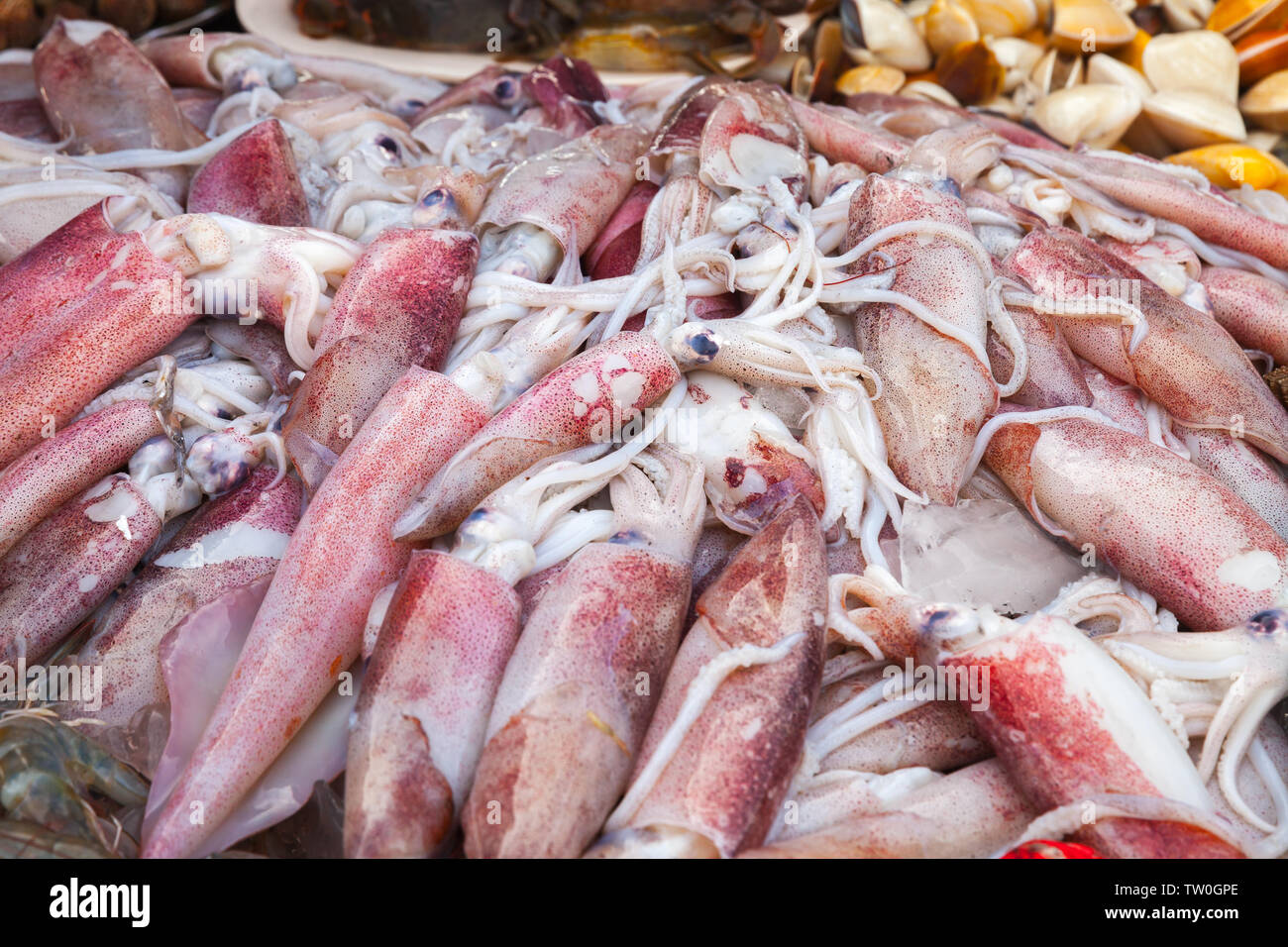 Assortment of fresh squids laying on a counter on a fish market in Kota Kinabalu, Malaysia Stock Photo