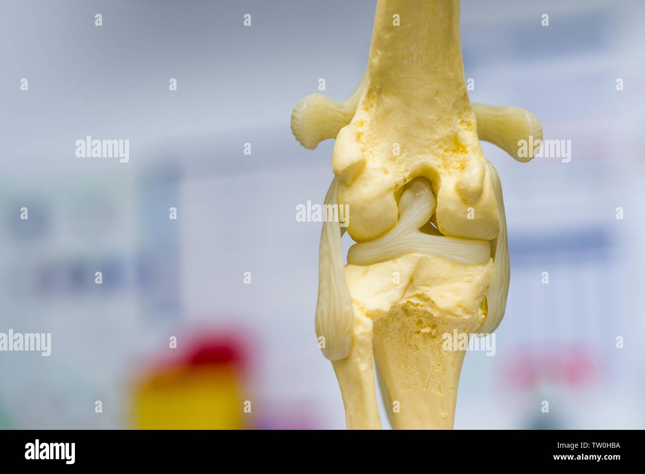 dog knee joint mold back view, meniscus and cruciate ligament Stock