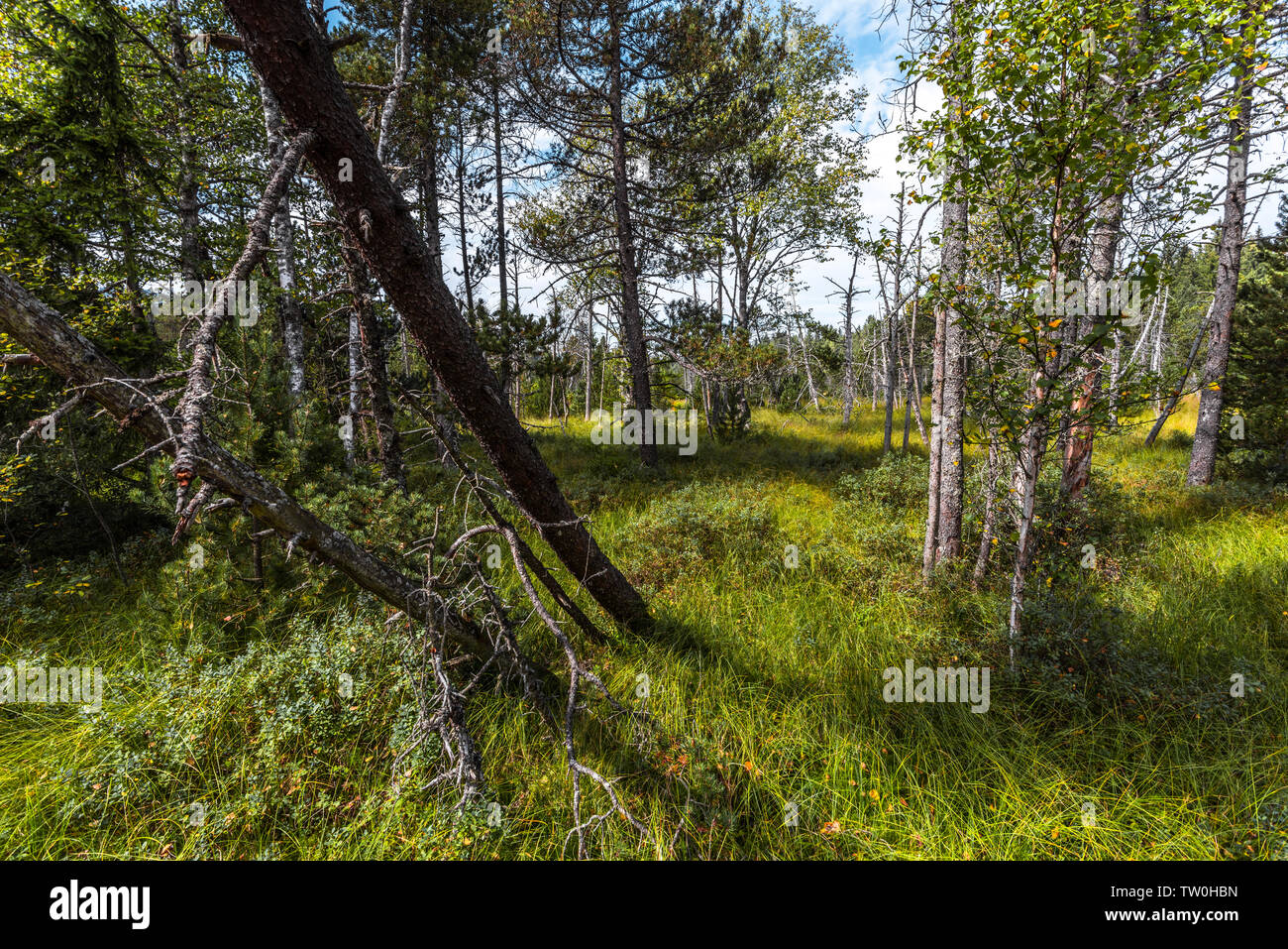 raised bog of Hinterzarten, Germany, Southern Black Forest Nature Park, landscape of a moor Stock Photo