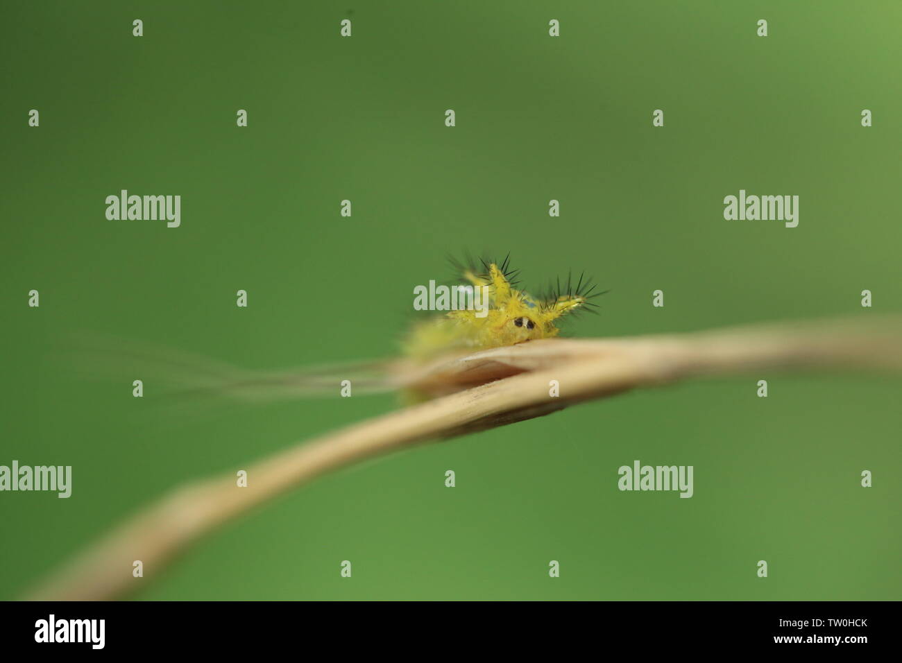 Baby caterpillar Stock Photo Alamy