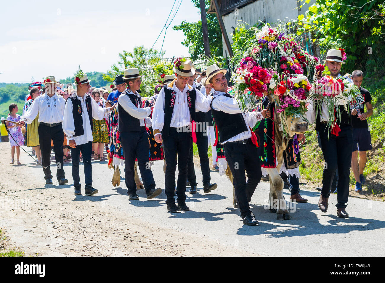Batin, Cluj, Impanatul boului or instrutatul boului, traditional celebration Stock Photo