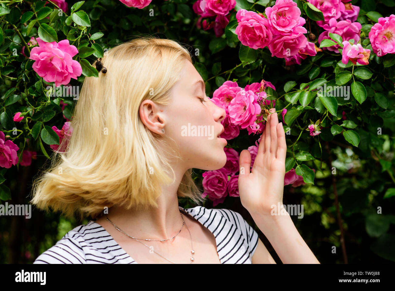 pink blooms perfume