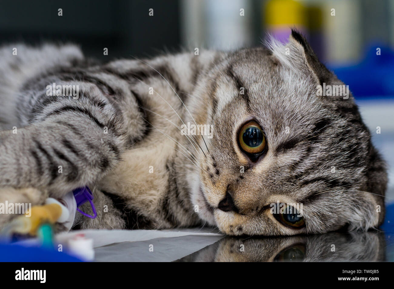 Brachycephalic cat sedated at the veterinary clinic, Scottish fold cat