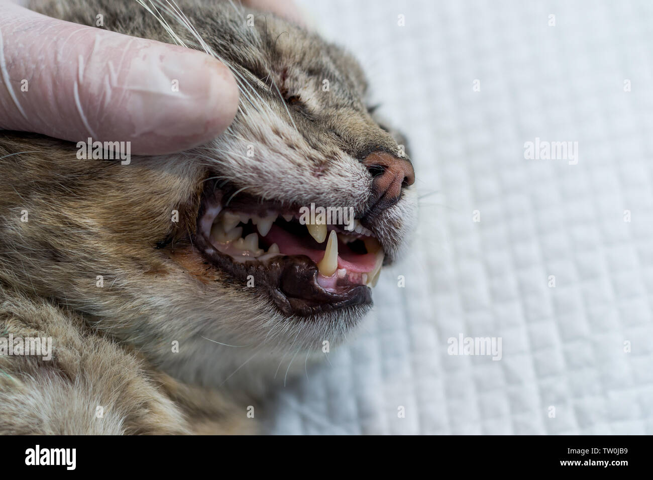 Cat canine best sale