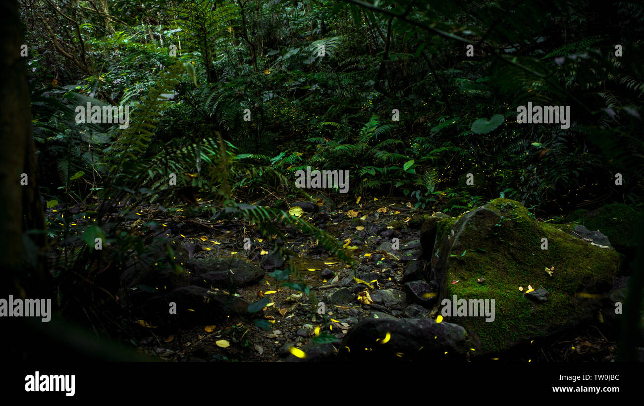 Yellow light of firefly insect flying in the night forest, background of Taiwan. Many fireflies are dancing around the trees on mountain Taipei. Stock Photo