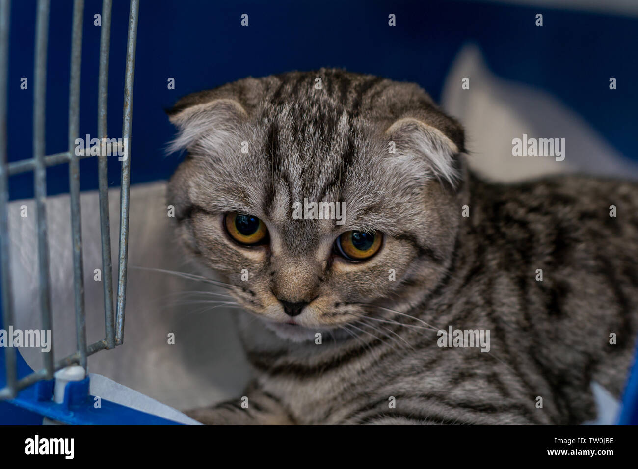 Scottish fold cat breed in the cage at the veterinary clinic after