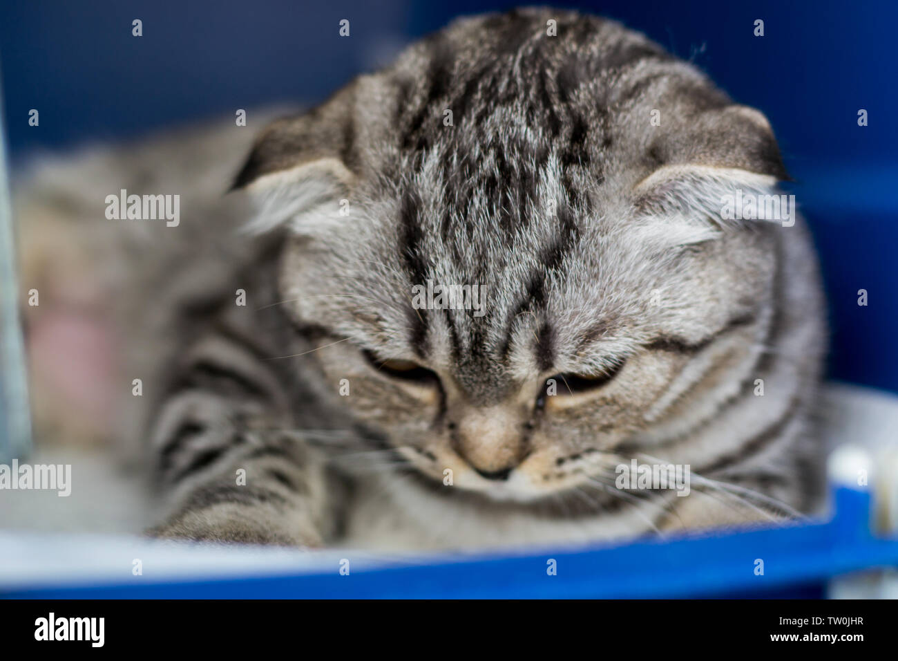 Scottish fold cat breed in the cage at the veterinary clinic after