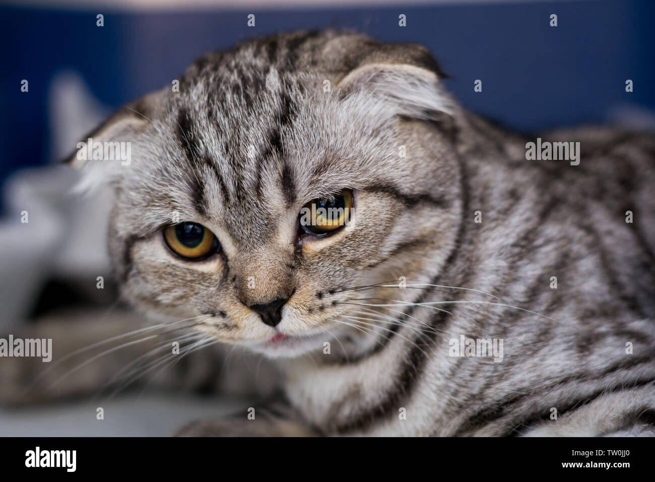 Brachycephalic syndrome cat hires stock photography and images Alamy