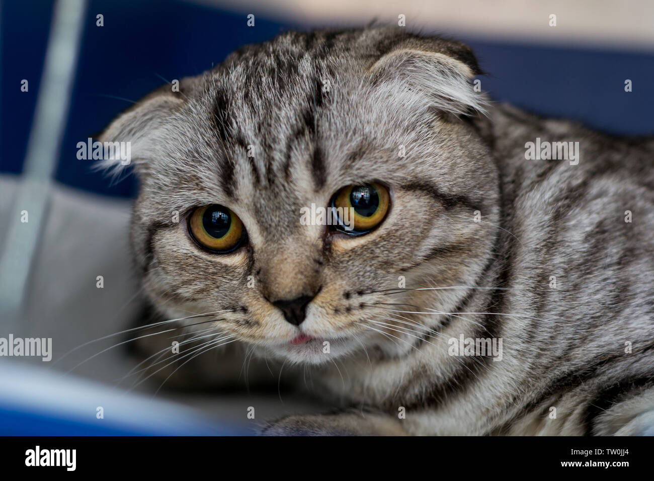 Scottish fold cat breed in the cage at the veterinary clinic after