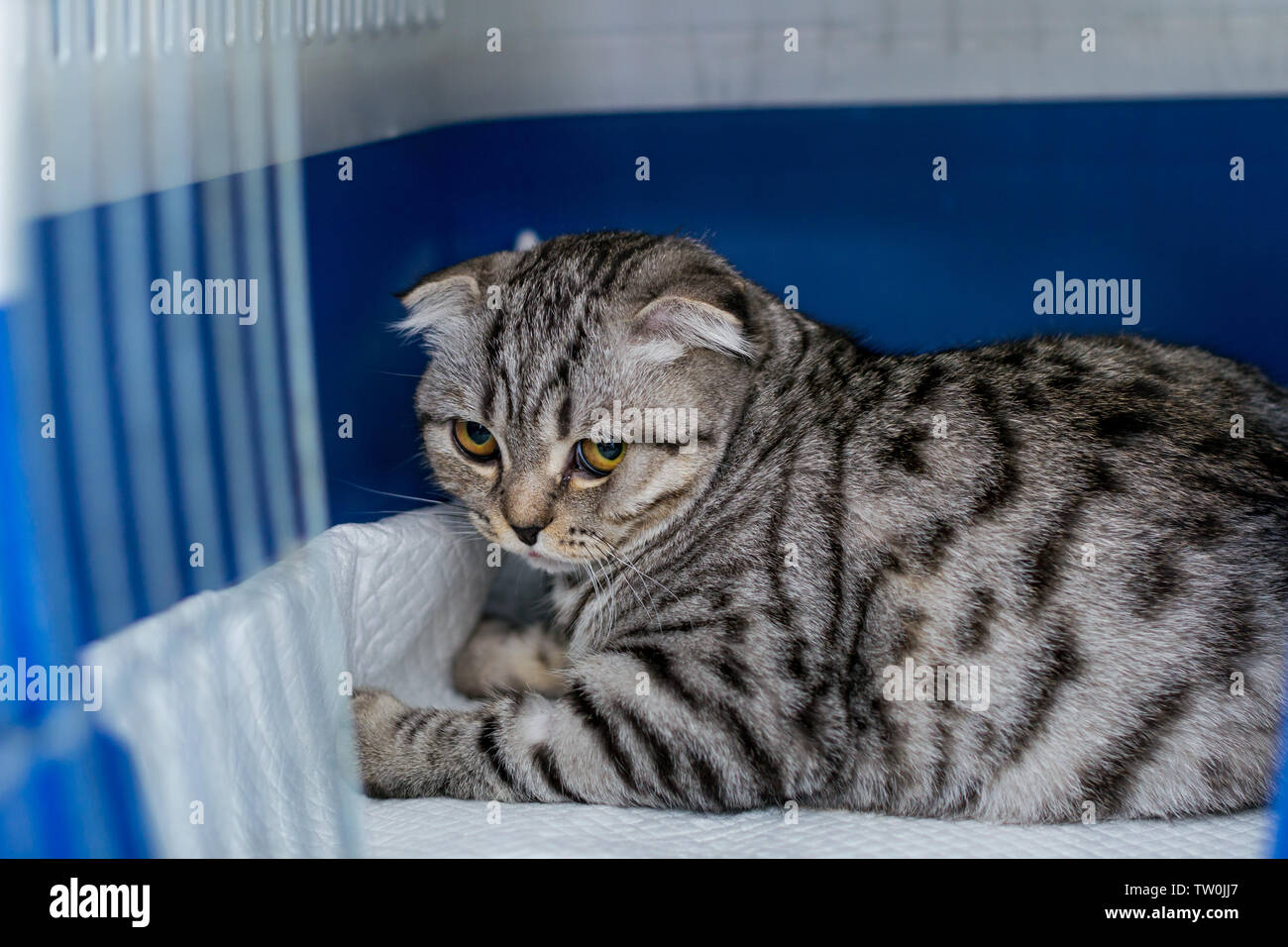 Scottish fold cat breed in the cage at the veterinary clinic after