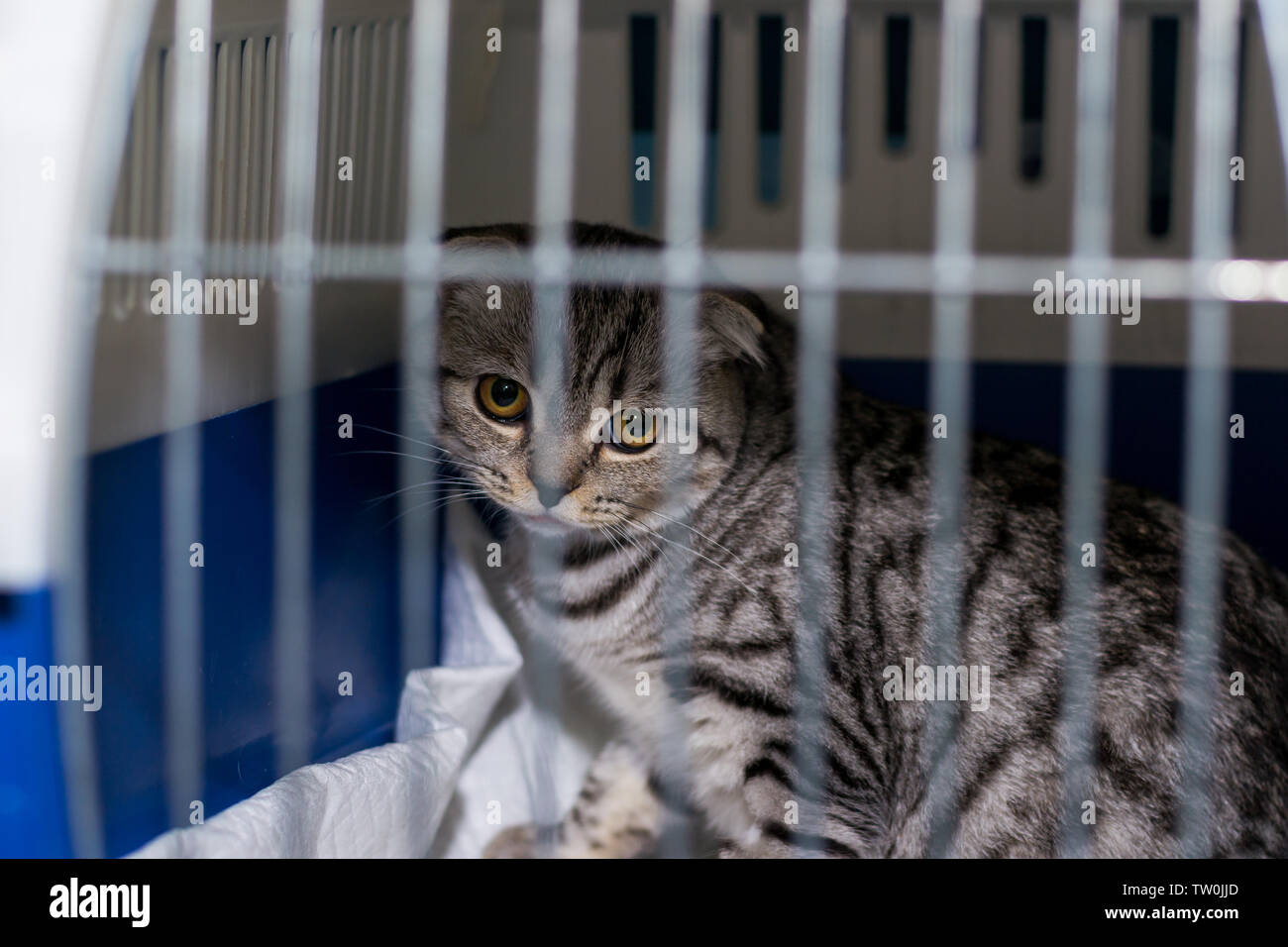 Scottish fold cat breed in the cage at the veterinary clinic after