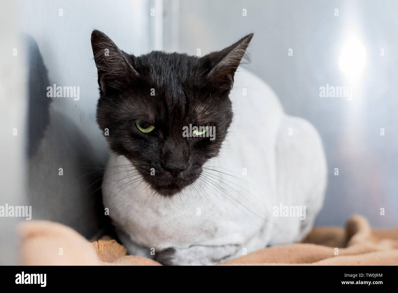 Angry cat face at the veterinary clinic. Cat after haircut recovering