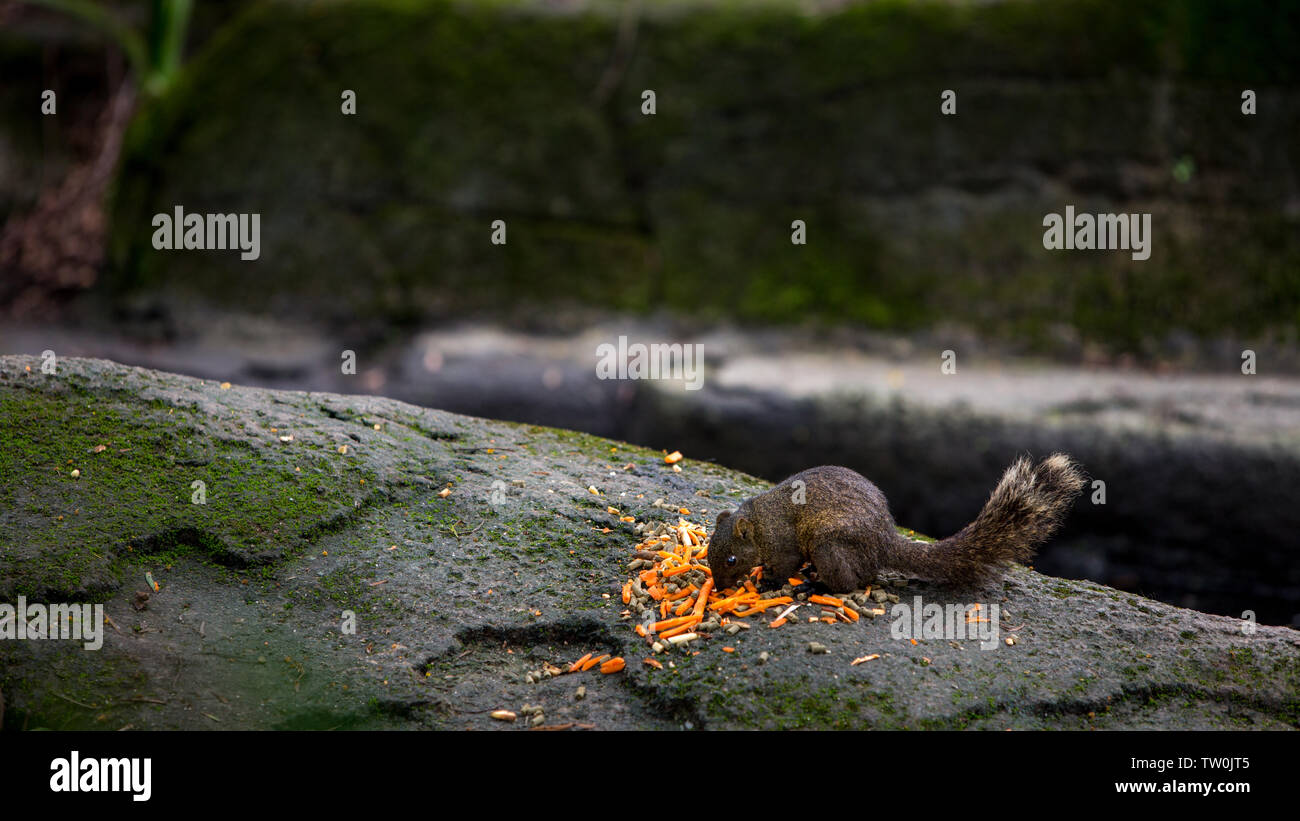 A Cute Pallas's Squirrel Is Eating Food On The Rock Of The Rainforest at Taiwan Stock Photo