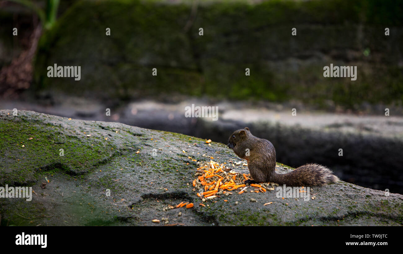 A Cute Pallas's Squirrel Is Eating Food On The Rock Of The Rainforest at Taiwan Stock Photo