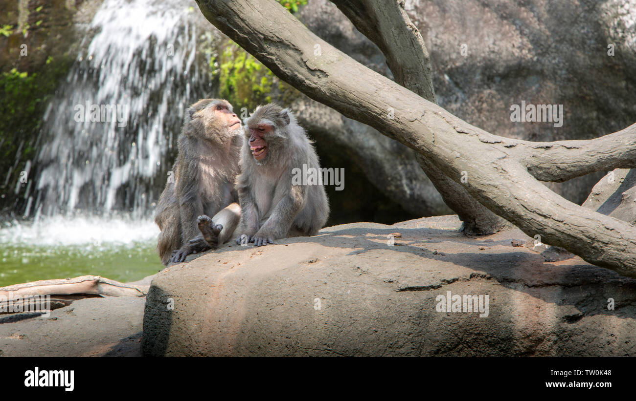 A funny scene of laughing monkeys. Two adults Formosan rock macaques sitting on the ground near to the warter river. Waterfall at the background. Stock Photo