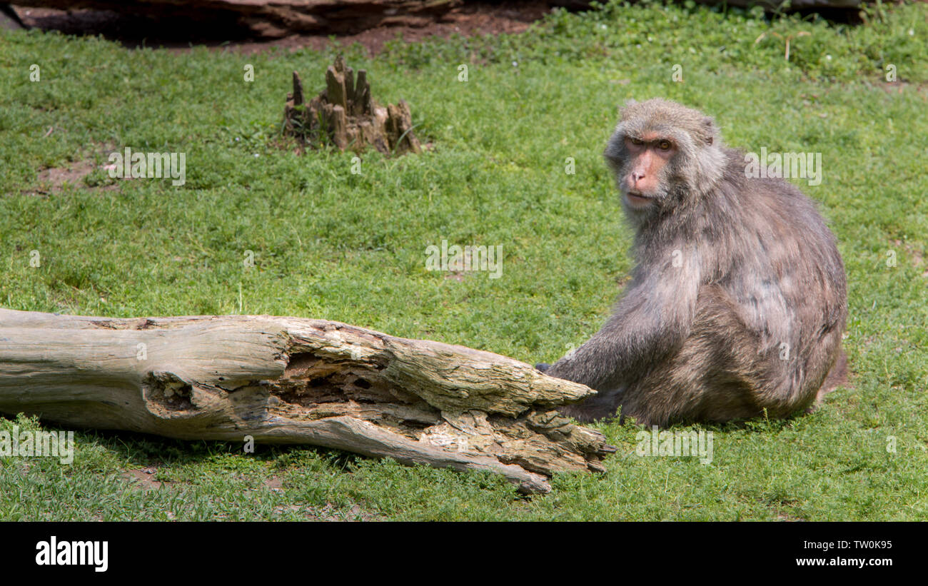 An adult Formosan rock macaque. Macaca cyclopis is sitting on the green ground near a wood tree. Stock Photo