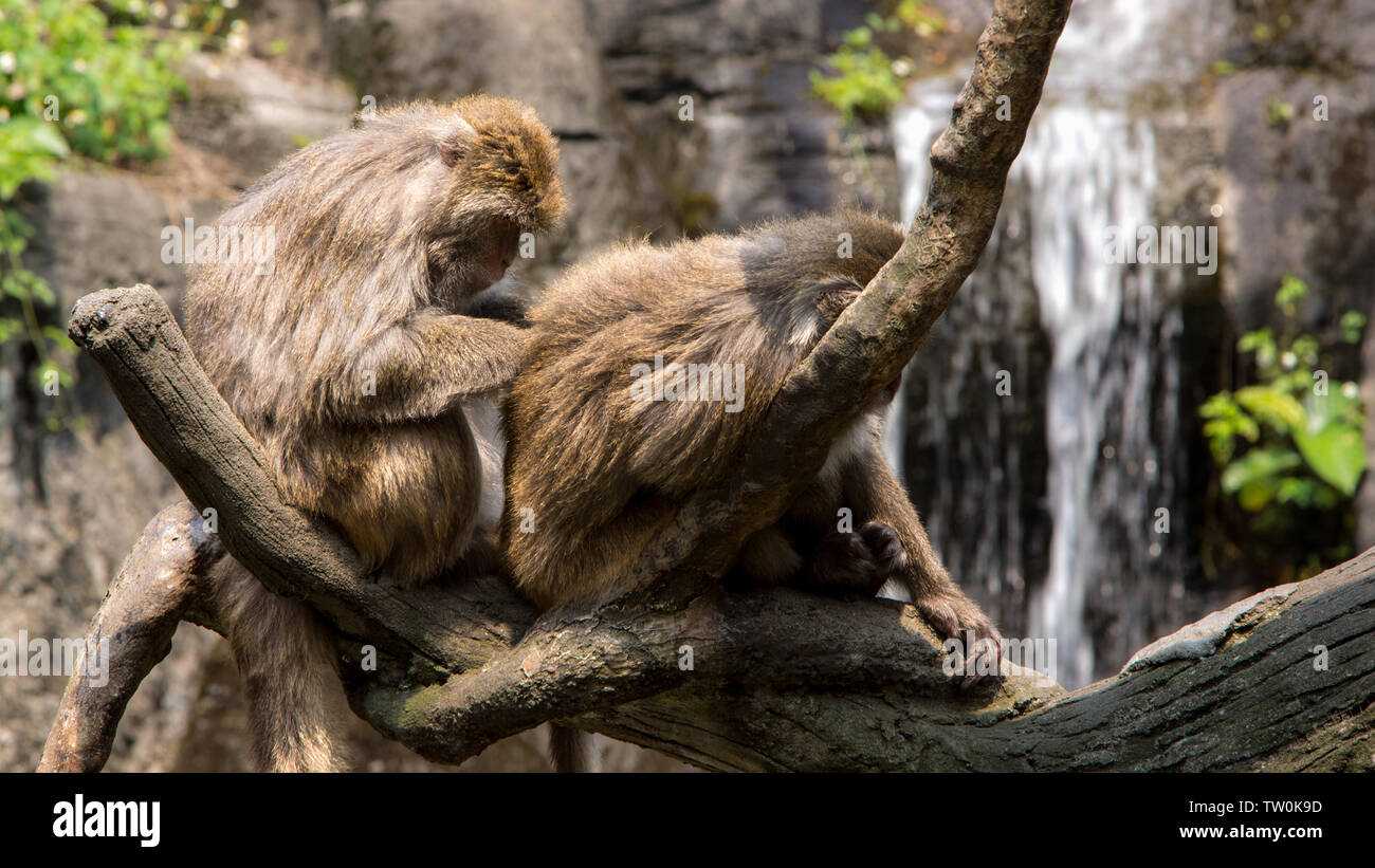 An adult Formosan rock macaque grooms a juvenile, sitting on the tree and grooming with the background of a waterfall Stock Photo