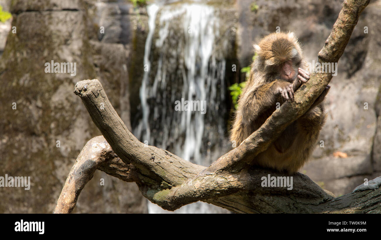 Formosan rock macaque sitting on the top the tree Stock Photo