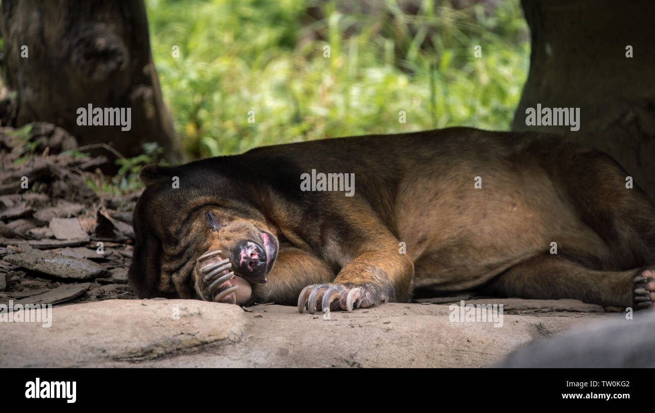 Sun Bear sleeping in forest between rocks and trees. Asiatic Honey Bear in nature wildlife. Helarctos malayanus species living in tropical forest Stock Photo