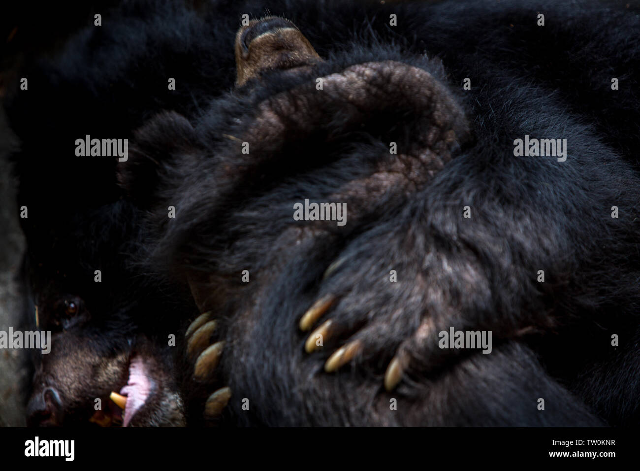 Closeup to the face of two adults Formosa Black Bears figthing with the claws in the forest. Ursus Thibetanus Formosanus figth Stock Photo