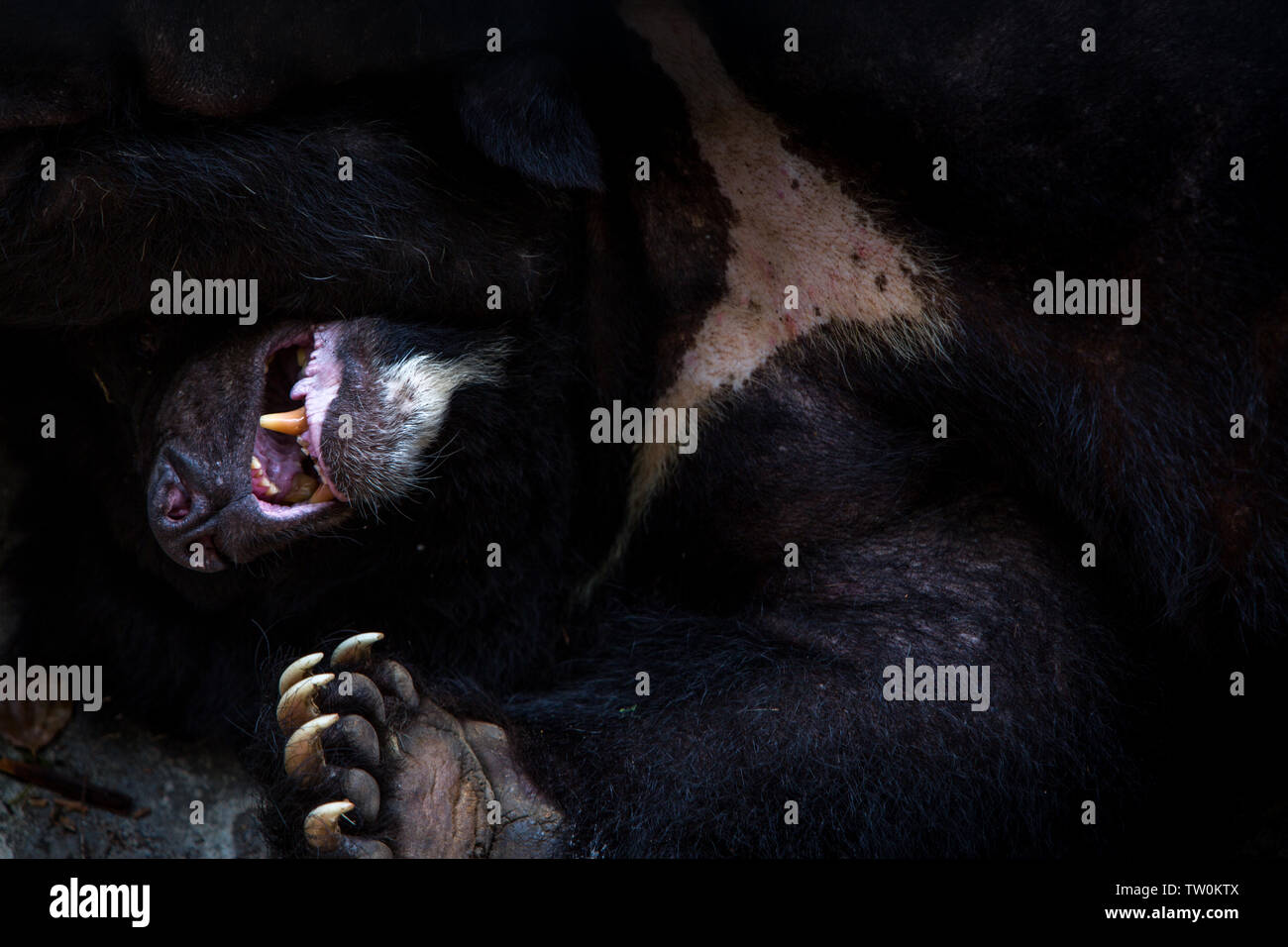 Closeup to the face of an adult Formosa Black Bear lying down on the rock in the forest at a day hot summer. Ursus Thibetanus Formosanus Stock Photo