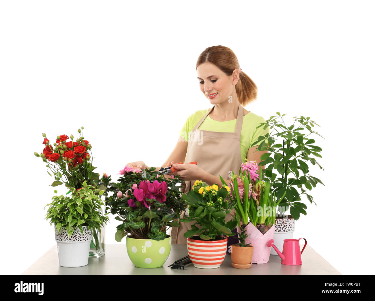Woman florist with beautiful house plants on white background Stock Photo