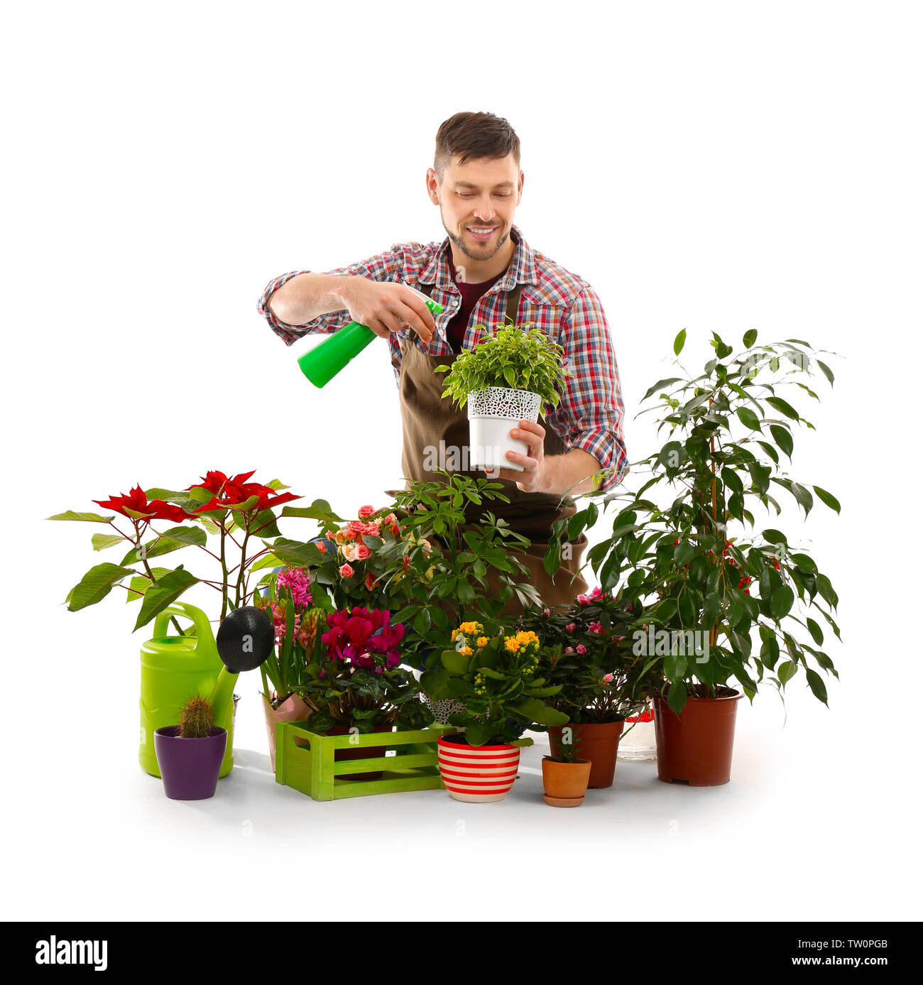Male florist with beautiful house plants on white background Stock Photo