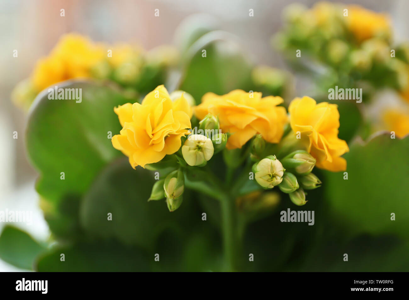 Beautiful kalanchoe plant, closeup Stock Photo - Alamy