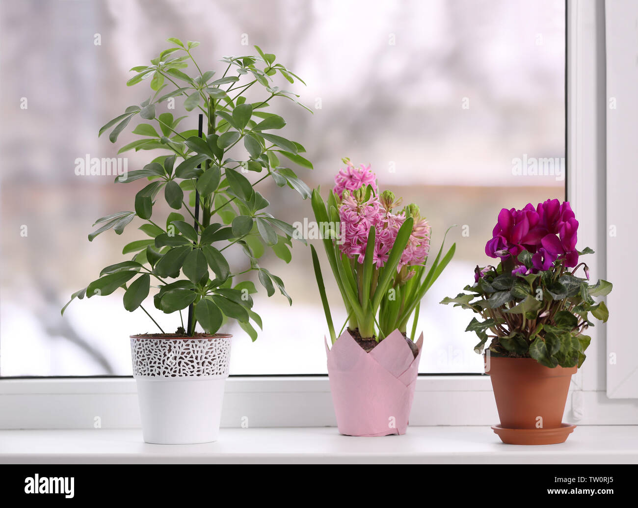Beautiful plants in pots on windowsill Stock Photo - Alamy