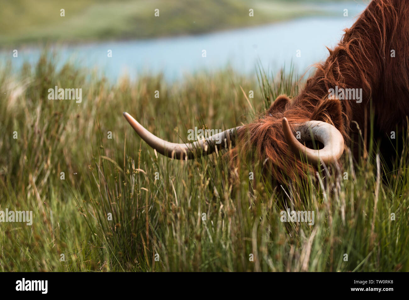 Highland cattle eating Stock Photo Alamy