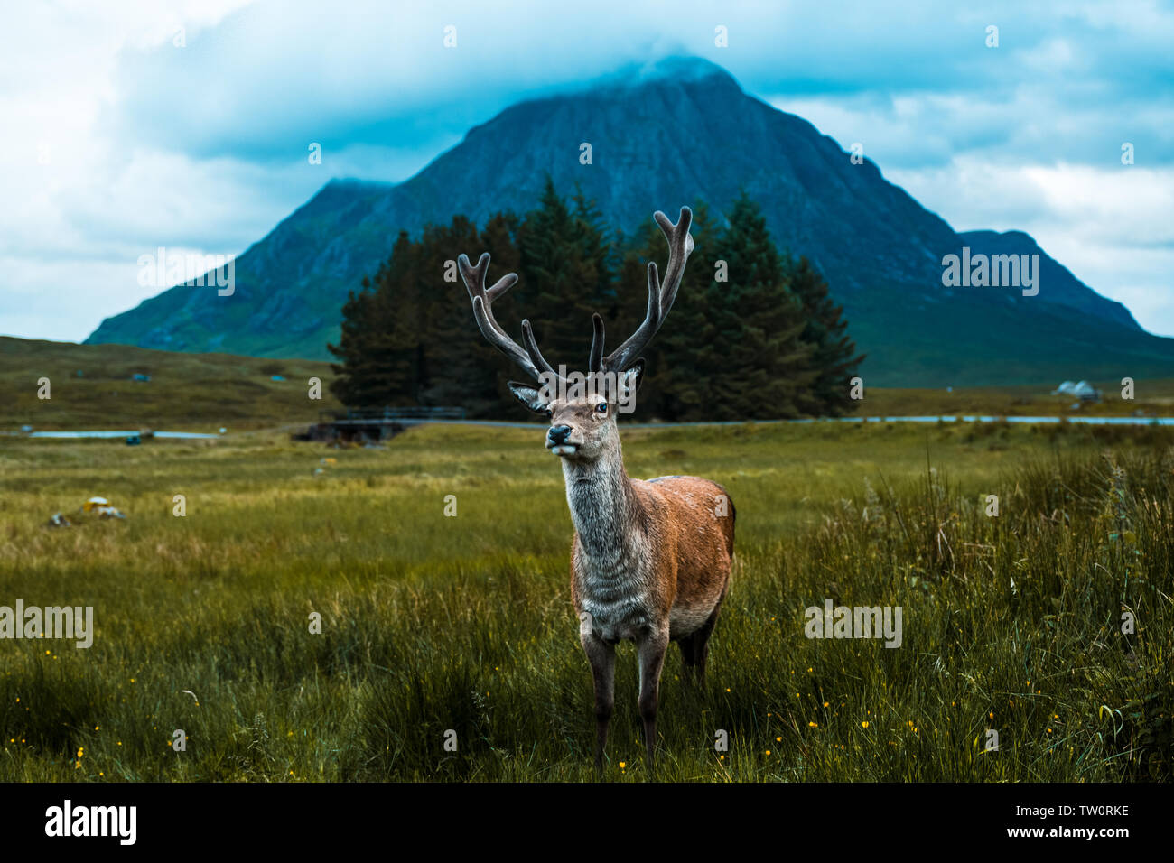 Stag in Scotland mountains Stock Photo