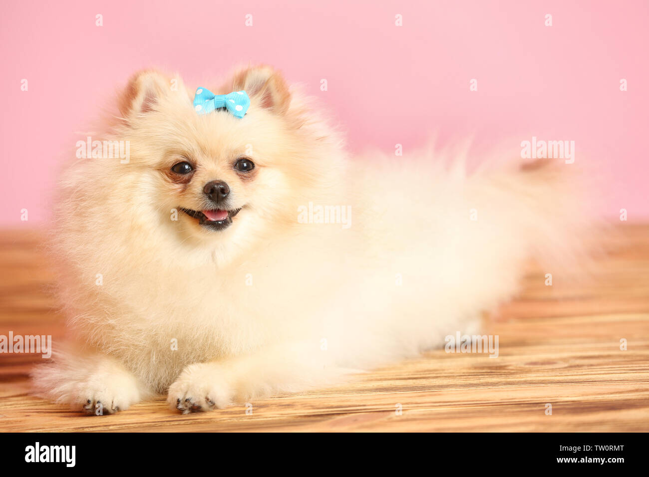 pomeranian with bow