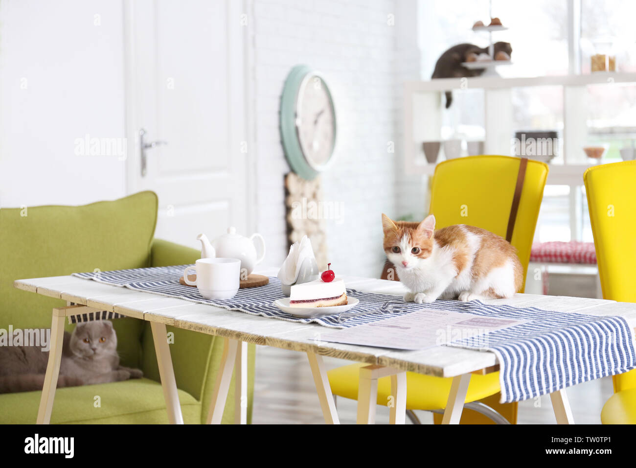 Cute cat on table served in modern cafe Stock Photo