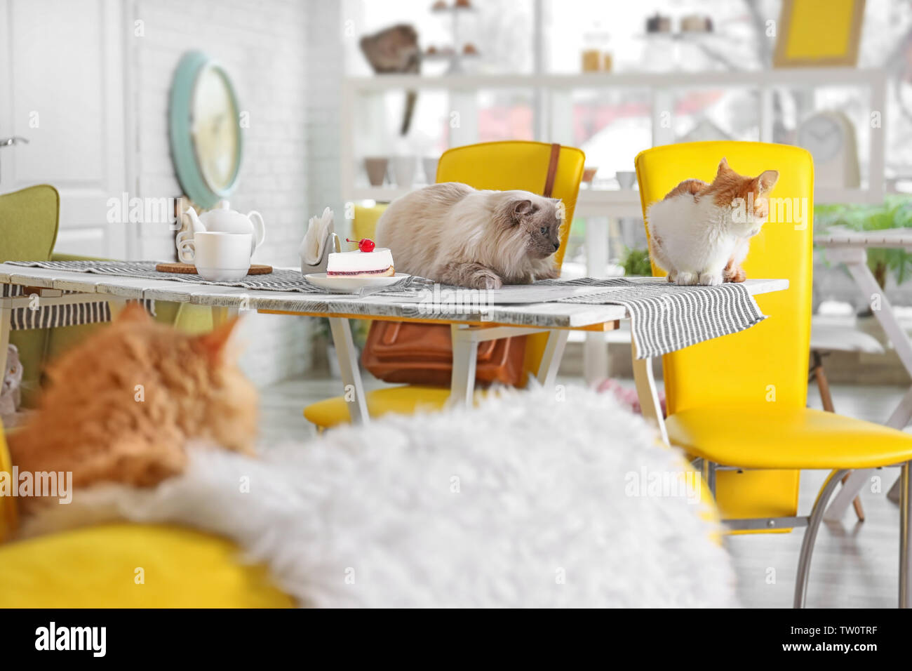 Cute cats on table in modern cafe Stock Photo